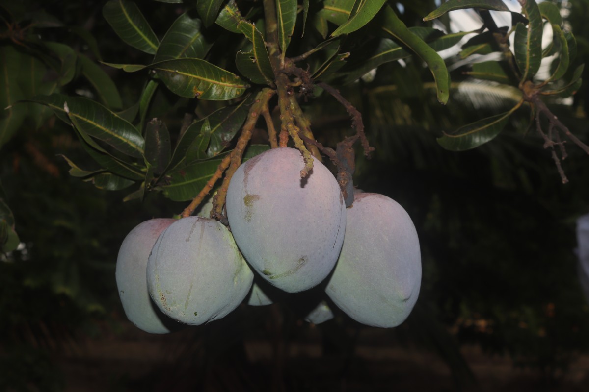 Mangifera indica L.